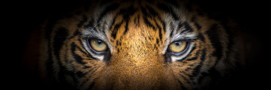The close up of a tiger's eyes against a black back drop
